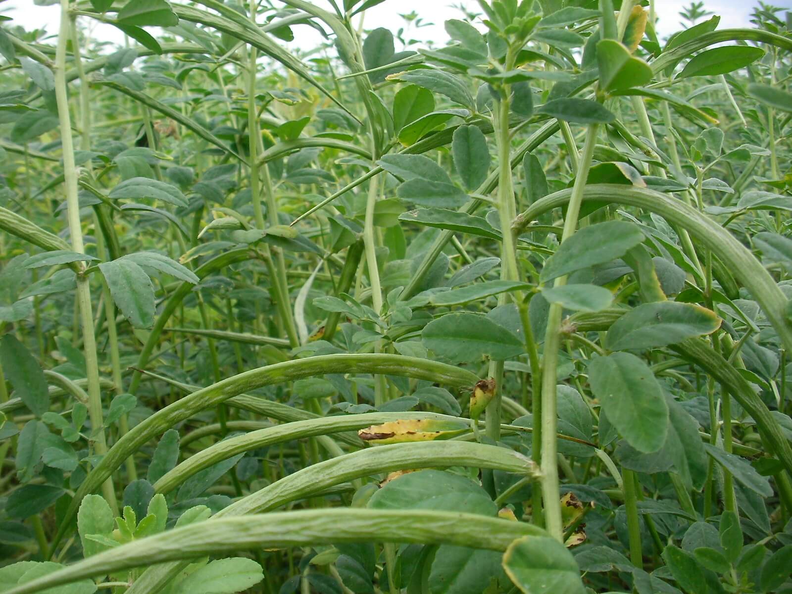 France Fenugrec plant field