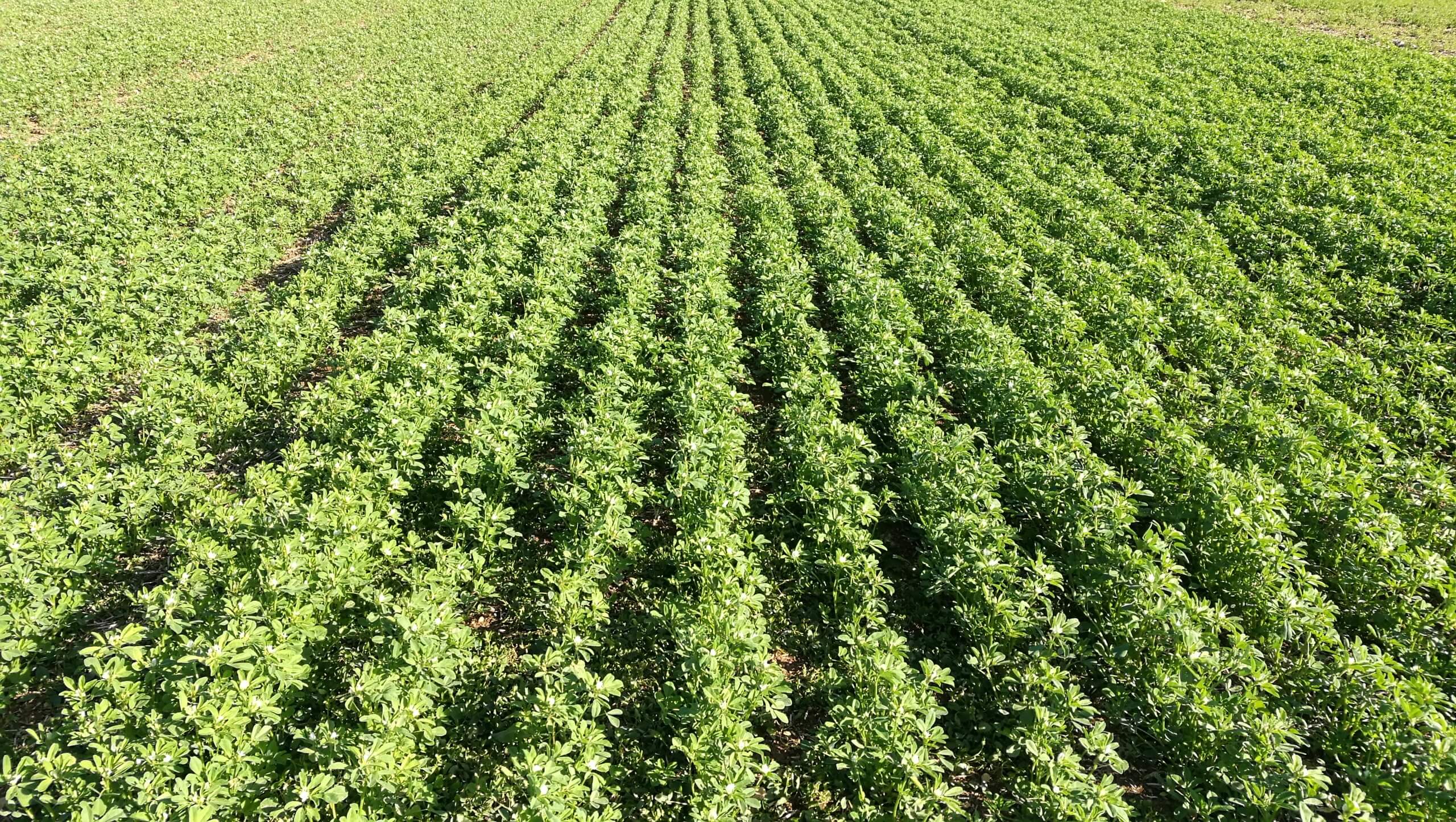 France Fenugrec Field green rows