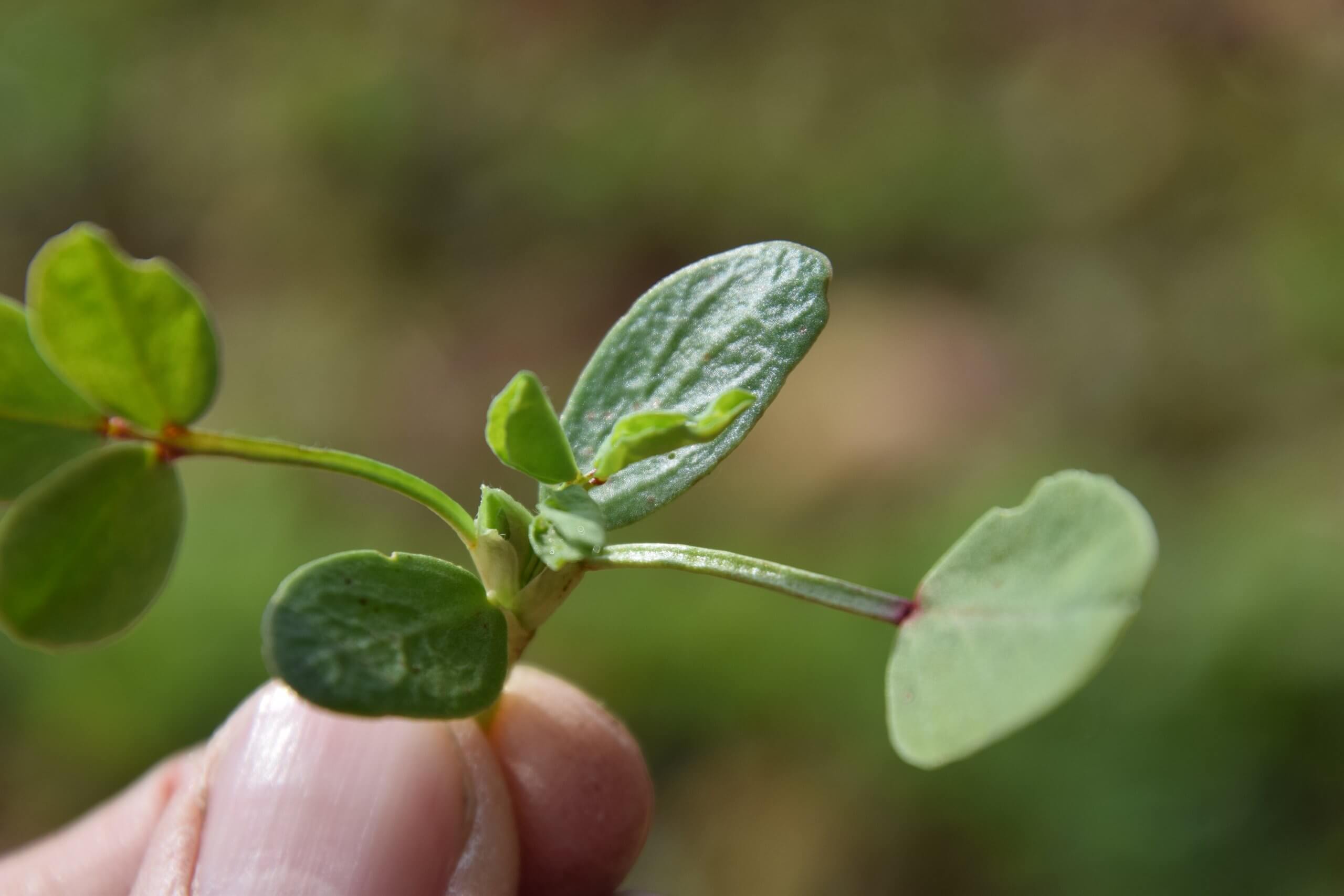 france fenugrec macro leaves 2017