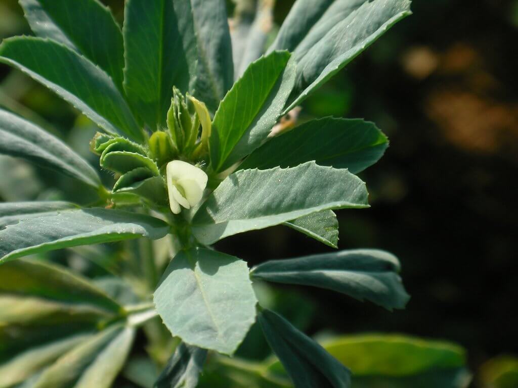 france-fenugrec-fleur-et-feuilles-macro